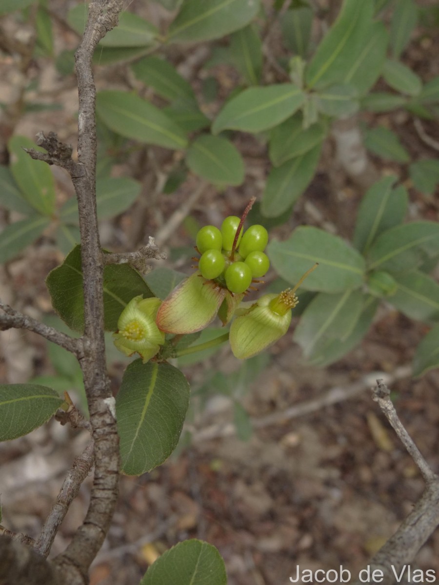 Ochna obtusata DC.